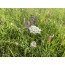 Wilde Möhre, Wildform (Daucus carota)