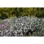 Anatolische Nelke (Dianthus anatolicus)