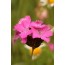Dianthus carthusianorum (Karthäusernelke)