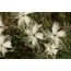 Dianthus lumnitzeri (Hainburger Federnelke)