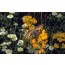 Prachtschöterich (Erysimum perofskianum)