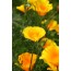 Eschscholzia californica (Kalifornischer Mohn, Goldmohn)