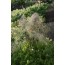 Fenchel (Foeniculum vulgare var. rubrum)