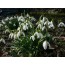 Schneeglöckchen (Galanthus nivalis)
