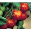 Tomate, Tigerella
