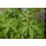 Jiaogulan (Gynostemma pentaphyllum)