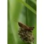 Spitzwegerich, Wildform (Plantago lanceolota)