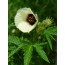 Hanfhibiscus (Hibiscus cannabinus)
