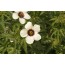 Hanfhibiscus (Hibiscus cannabinus)