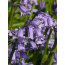 Hasenglöckchen, Hyacinthoides non scripta