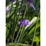 Hasenglöckchen (Hyacinthoides non-scripta)