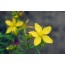 Johanniskraut (Hypericum perforatum)