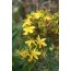 Johanniskraut (Hypericum perforatum)