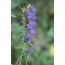 Ysop (Hyssopus officinalis)