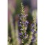Hyssopus officinalis 'Hohentwiel' (Ysop-Auslese 'Hohentwiel')