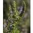 Hyssopus officinalis 'Hohentwiel' (Ysop-Auslese 'Hohentwiel')