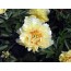 P. lactiflora x lutea Bartzella Pfingstrose