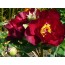 Intersektionelle Hybriden Scarlett Heaven