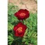 Intersektionelle Hybriden Scarlett Heaven