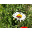 Margerite, Leucanthemum vulgare