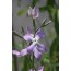 Gemshorn (Matthiola bicornis)