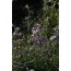 Gemshorn (Matthiola bicornis)