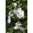 Matthiola incana 'Zagreb' (Levkoje)