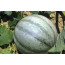 Cucumis melo 'Petite Gris de Rennes'