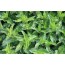 Krause Minze (Mentha spicata)