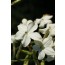Bauerntabak / Flügeltabak (Nicotiana alata)