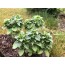 Buschbasilikum (Ocimum basilicum minimum)