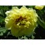 Oriental Gold Pfingstrose