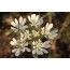 Strahlendolde (Orlaya grandiflora)