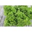 Petersilie (Petroselinum crispum)