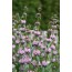 Knollen-Brandkraut (Phlomis tuberosa)