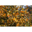 Bitterorange (Poncirus trifoliata)