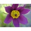 Gemeine Küchenschelle (Pulsatilla vulgaris)