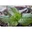 Wintersalat Kopfsalat 'Baquieu', Lactuca sativa