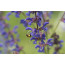 Wiesensalbei, Salvia pratensis