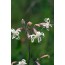 Nickendes Leimkraut (Silene nutans)