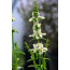 Aufrechter Ziest (Stachys recta)