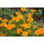 Gewürz-Tagetes (Tagetes tenuifolia 'Orange Gem')