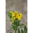 Rainfarn (Tanacetum vulgare)