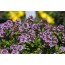 Feldthymian (Thymus pulegioides)