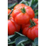 Tomate, Costoluto Genovese, Lycopersicon lycopersicum 