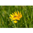 Wiesen-Bocksbart, Tragopogon pratensis