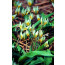Zweiblütige Tulpe, Tulipa biflora