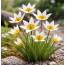 Tulipa biflora (Zweiblütige Tulpe)