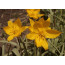 Wilde Tulpe, Tulipa sylvestris