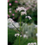 Gemeiner Baldrian, Valeriana officinalis
